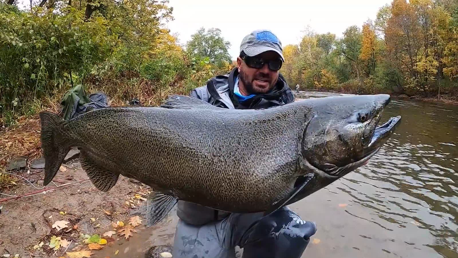 Чавыча на берегу реки Salmon, красный лес